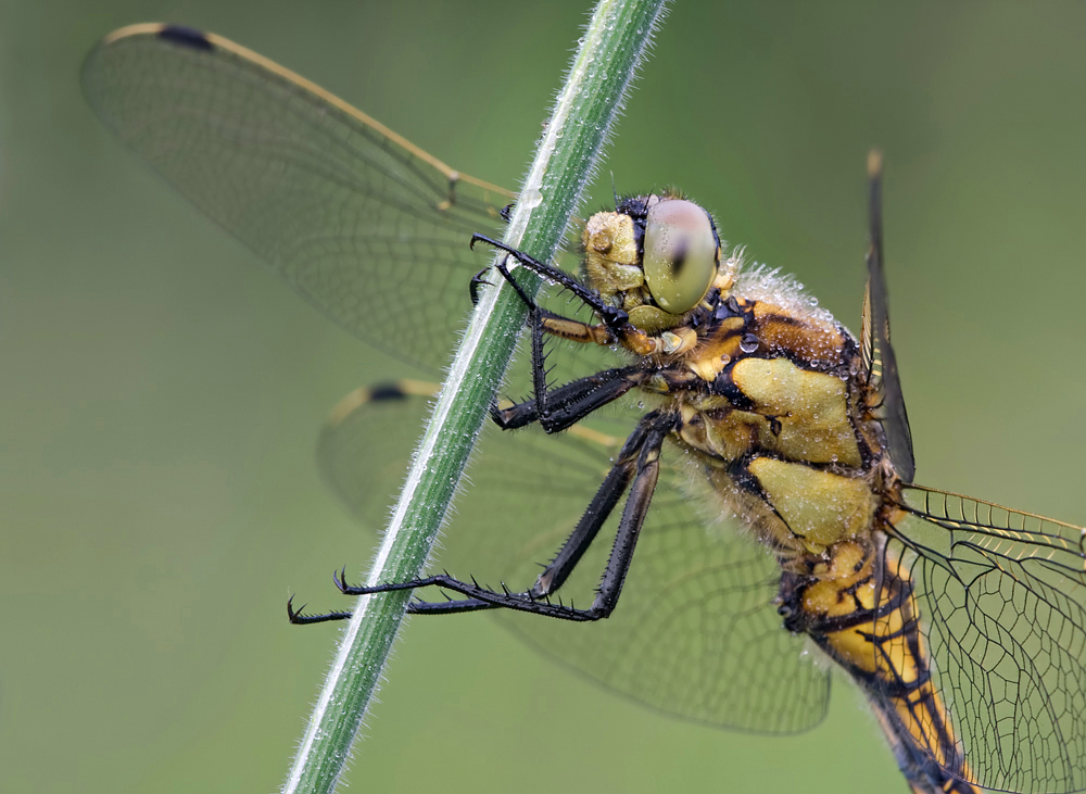 Black-Tailed Skimmer female 2